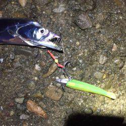 回ってきました