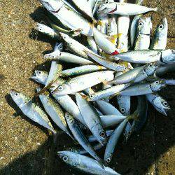 シーサイドコスモエサ無しサビキで70匹以上