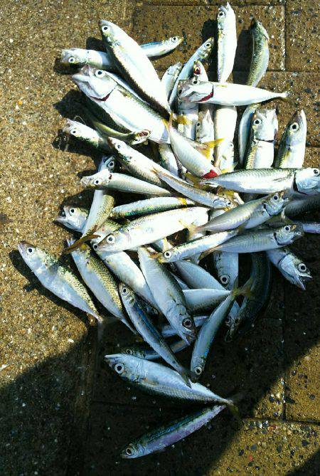 シーサイドコスモエサ無しサビキで70匹以上