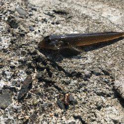 やった！シロギス