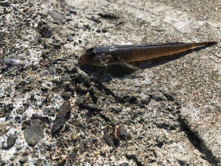 やった！シロギス