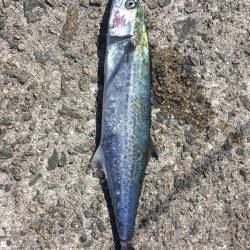 武庫一ショアジギング