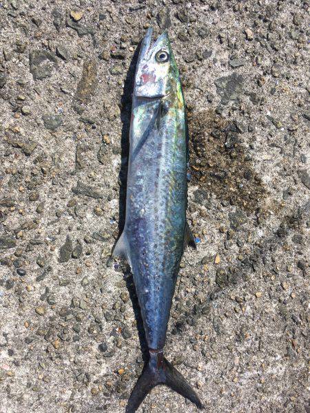 武庫一ショアジギング