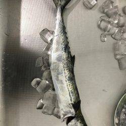 タチウオとサゴシ