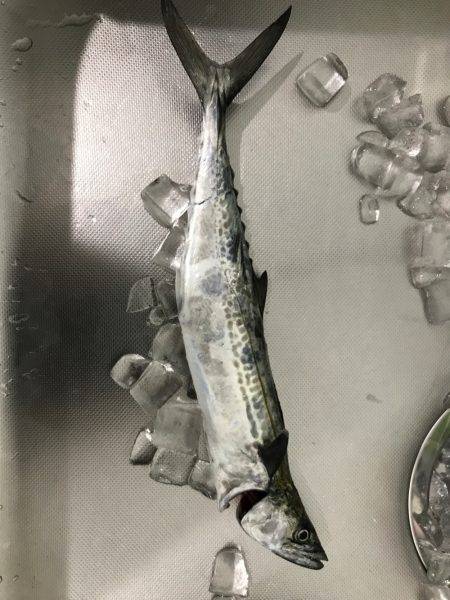 タチウオとサゴシ