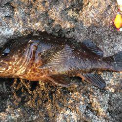 久しぶりのカサゴ‼️