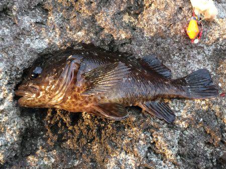 久しぶりのカサゴ‼️