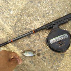 テナガエビ調査のはずがハゼ釣り