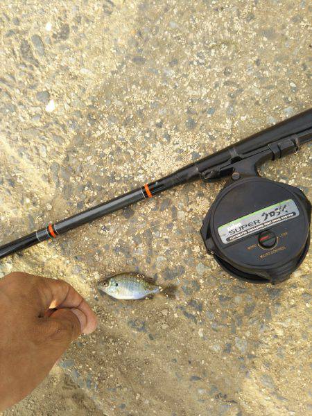 テナガエビ調査のはずがハゼ釣り