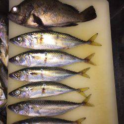 アタリなきアジング