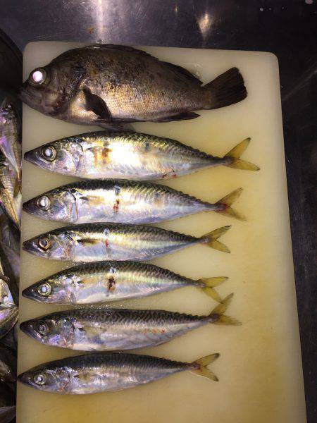 アタリなきアジング