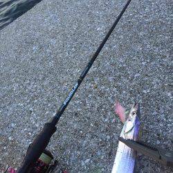 今年初のタッチ〜