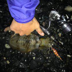 今年度第2回 新子エギング