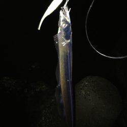 ショアジギとワインド