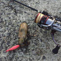 ころころころっけ♪