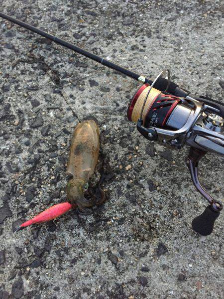 ころころころっけ♪