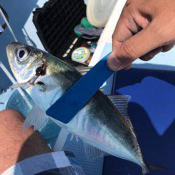 横須賀・走水港からタチウオ→アジのリレー船