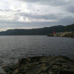 アオリイカ調査