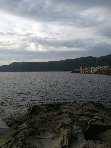 アオリイカ調査