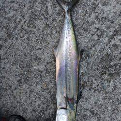 朝マズメにサゴシ