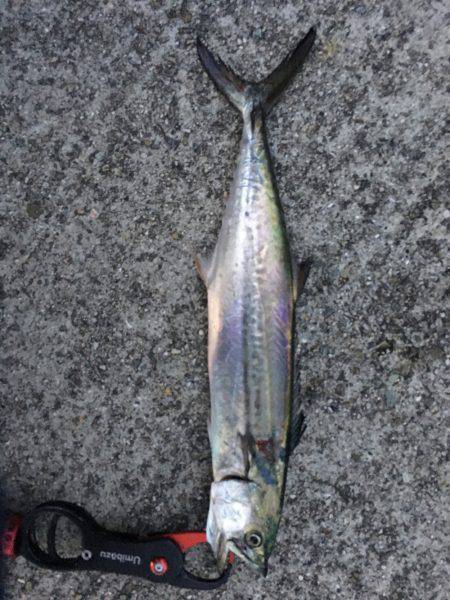 朝マズメにサゴシ