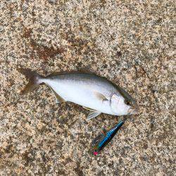 朝マヅメ釣行⑤