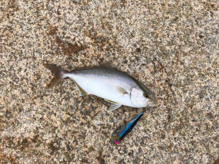 朝マヅメ釣行⑤