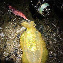 少し渋めの秋イカ釣行