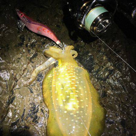 少し渋めの秋イカ釣行