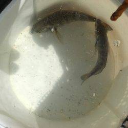 サヨリはどこに