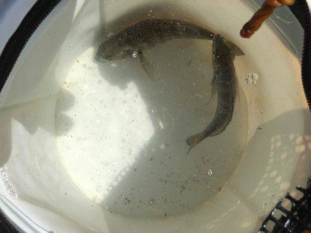 サヨリはどこに