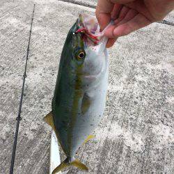青物釣行