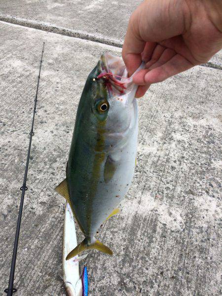 青物釣行