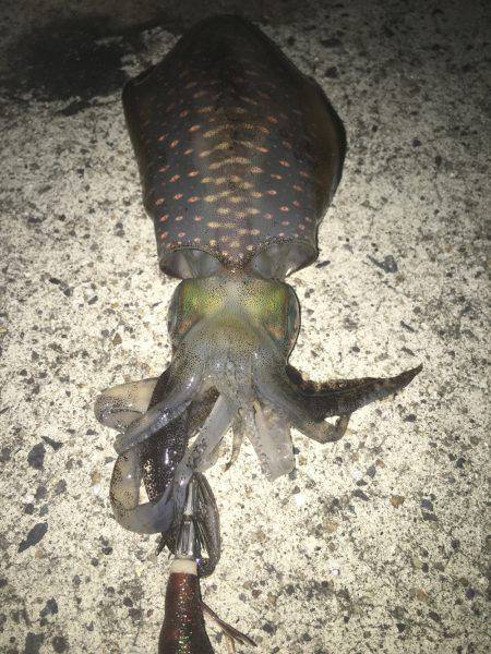 ナイトエギング