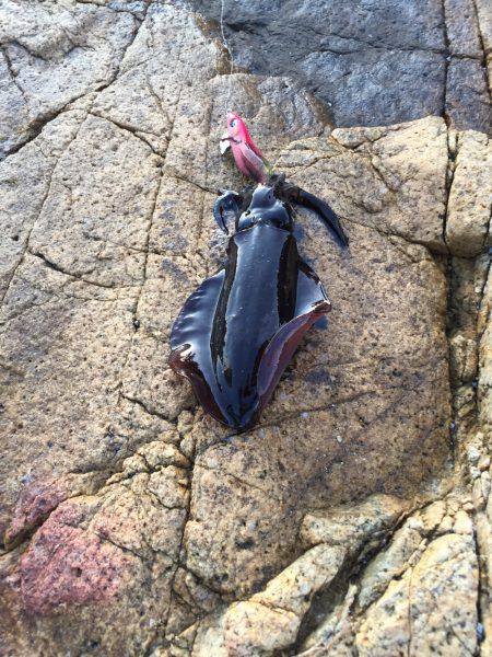 今季初アオリイカ