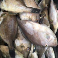 小浜方面アオリエギング&ウマズラ釣り