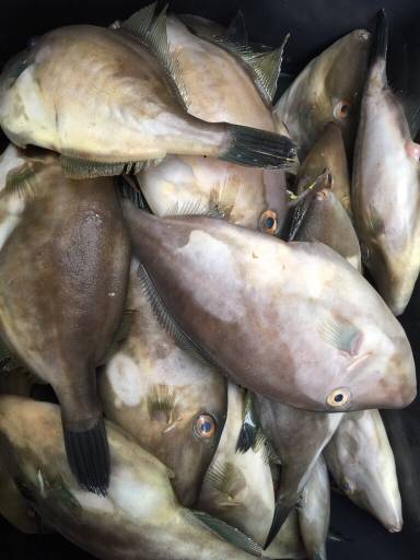 小浜方面アオリエギング&ウマズラ釣り