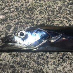 貝塚にてワインド調査