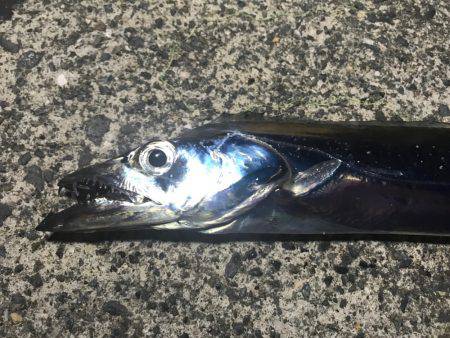 貝塚にてワインド調査