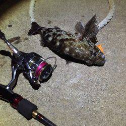 ひさびさガシラ