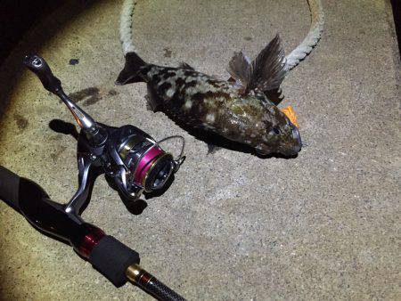 ひさびさガシラ