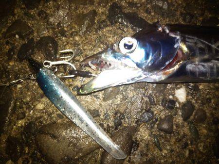 夕マズメ1時間釣行