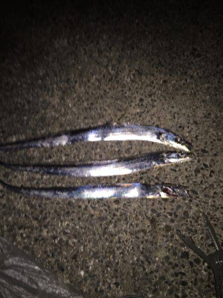 群れもサイズも小さい