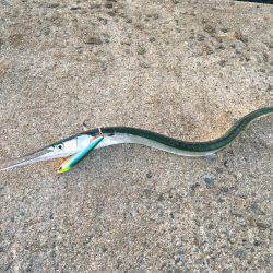 ライトショアジギング