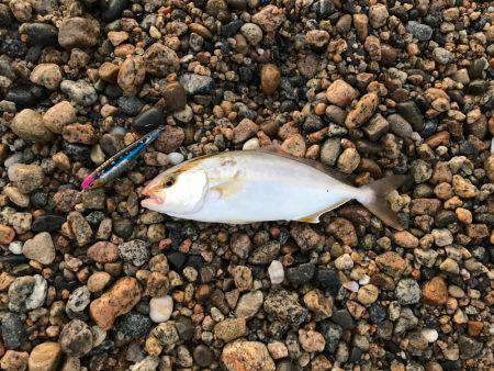 朝マヅメ高活性