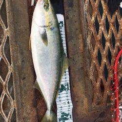 いつものように…ハマチからの〜アオリイカ