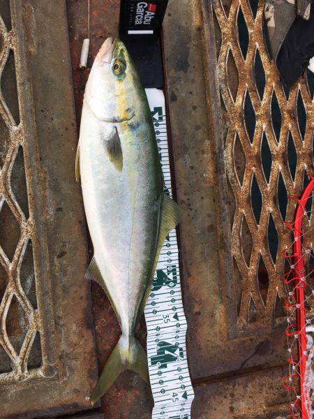 いつものように…ハマチからの〜アオリイカ