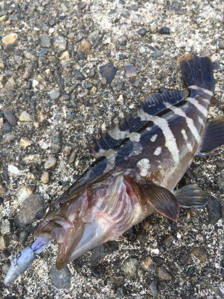 お手軽ライトロック