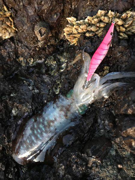 秋イカエギング！