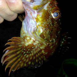 休み前アジング